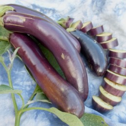 Aubergine 'Shoya Long'