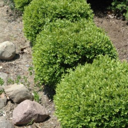 Buxus 'Green Gem'