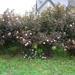 Physocarpus opulifolius 'Diabolo'