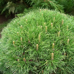 Pinus mugo 'Mughus'