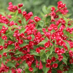 Weigela florida 'Red Prince'