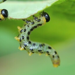 Le tenthrede est une fausse chenille