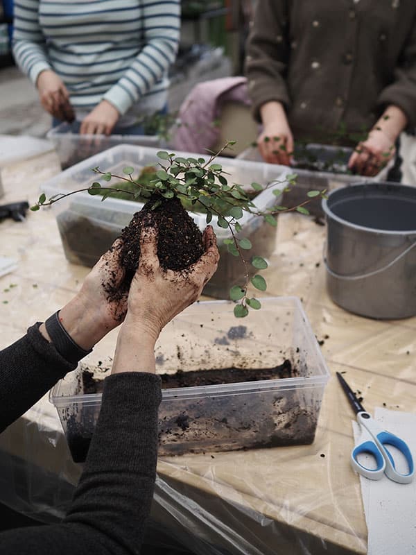 atelier-kokedama