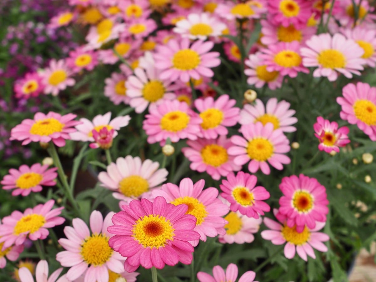 Fleurs roses Lajoie