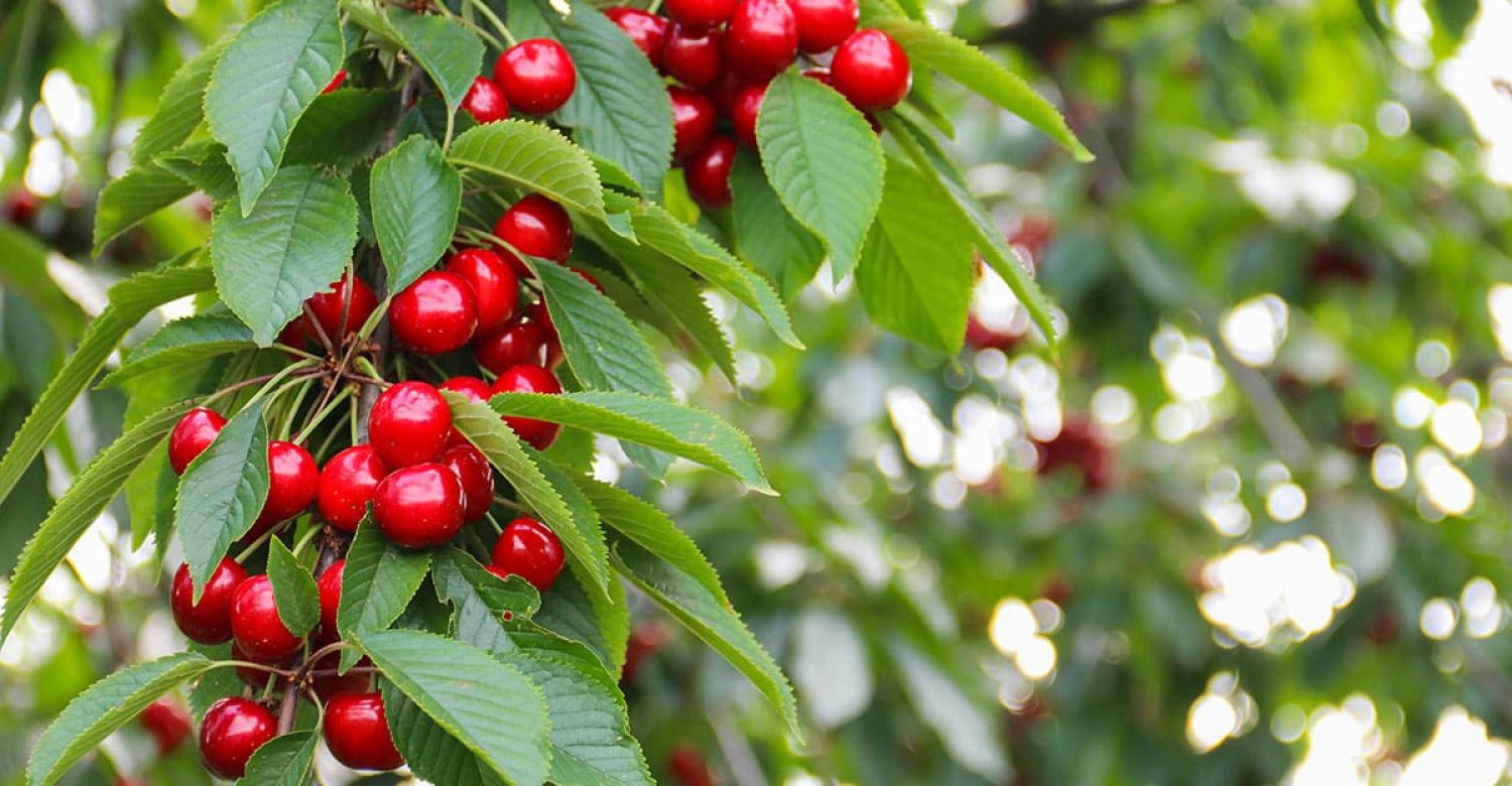 arbres-arbustes-fruitiers