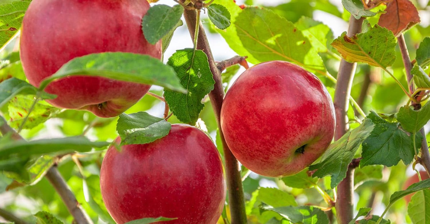 arbres-fruitiers