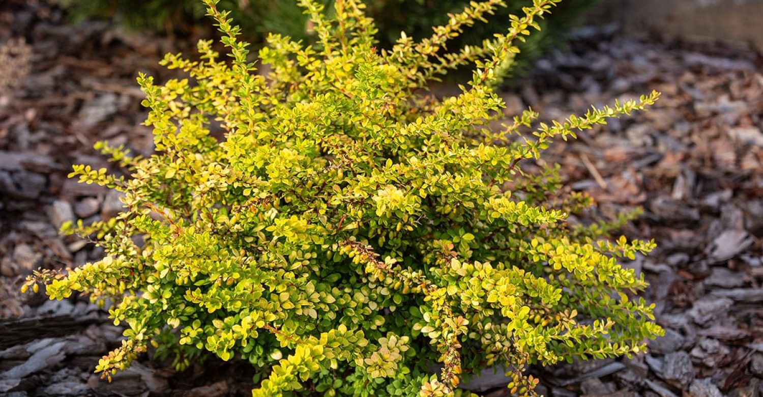 berberis