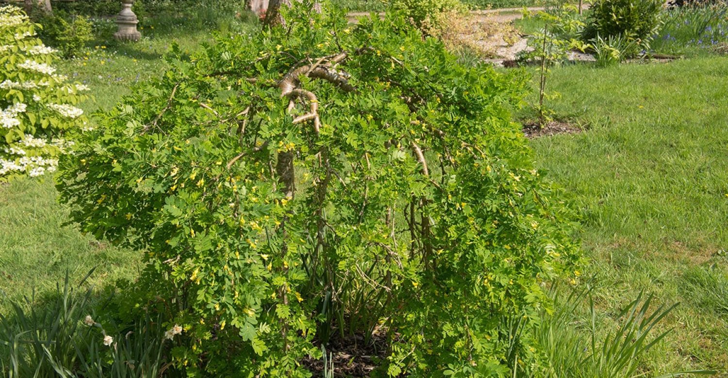 caragana