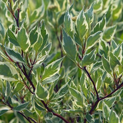 cornus