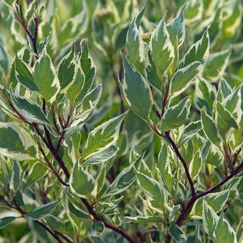 cornus