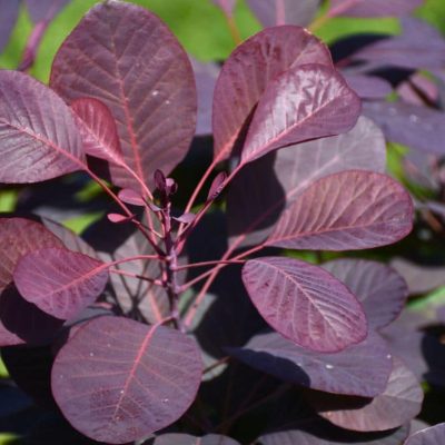 Cotinus winecraft black