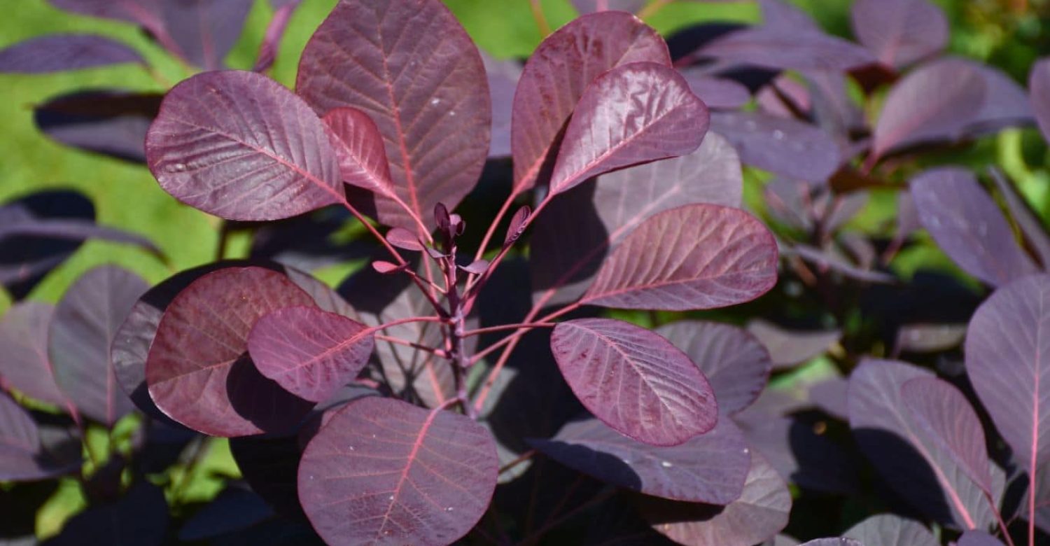 Cotinus winecraft black