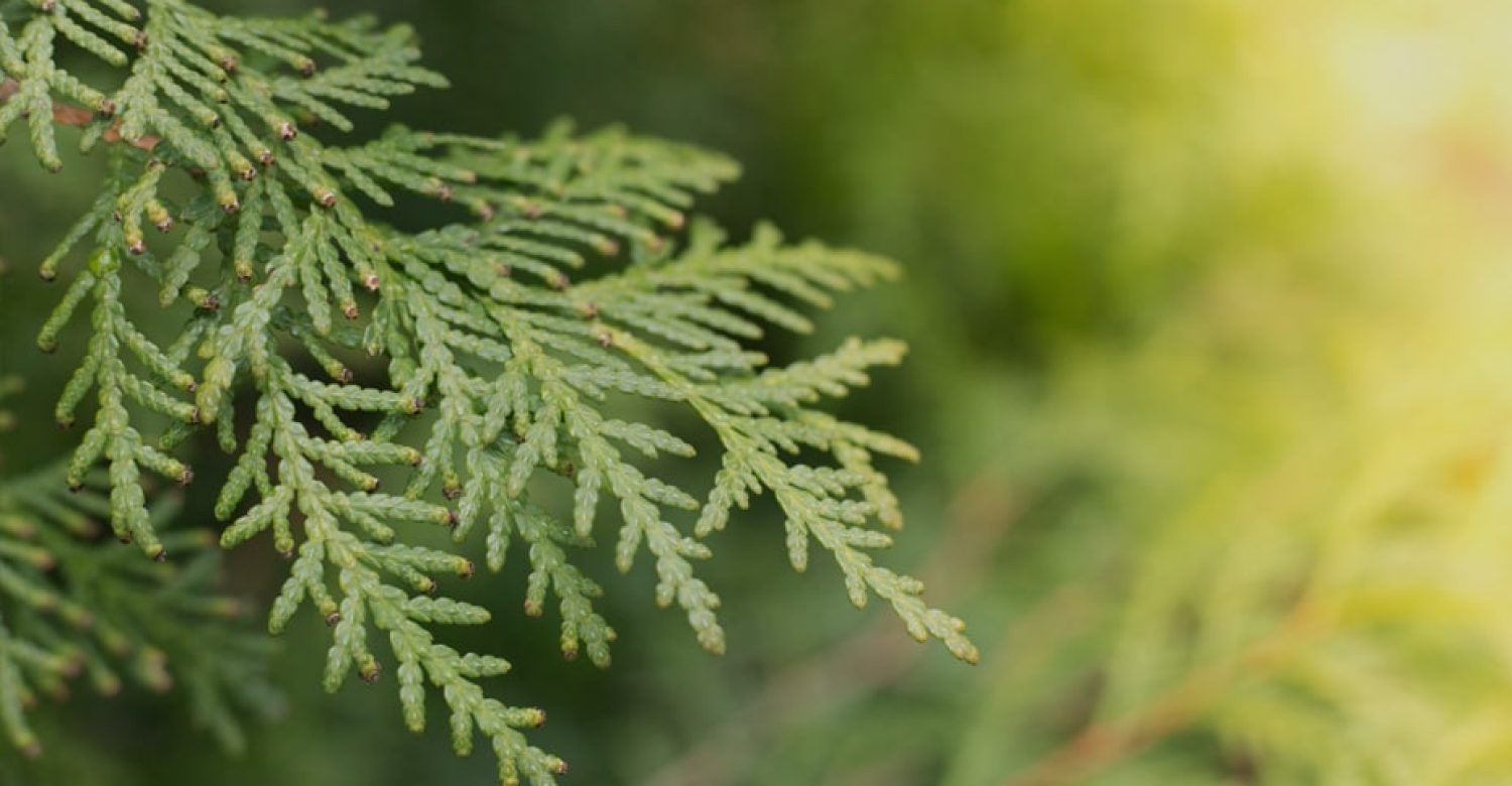 entretien-haie-de-cedre