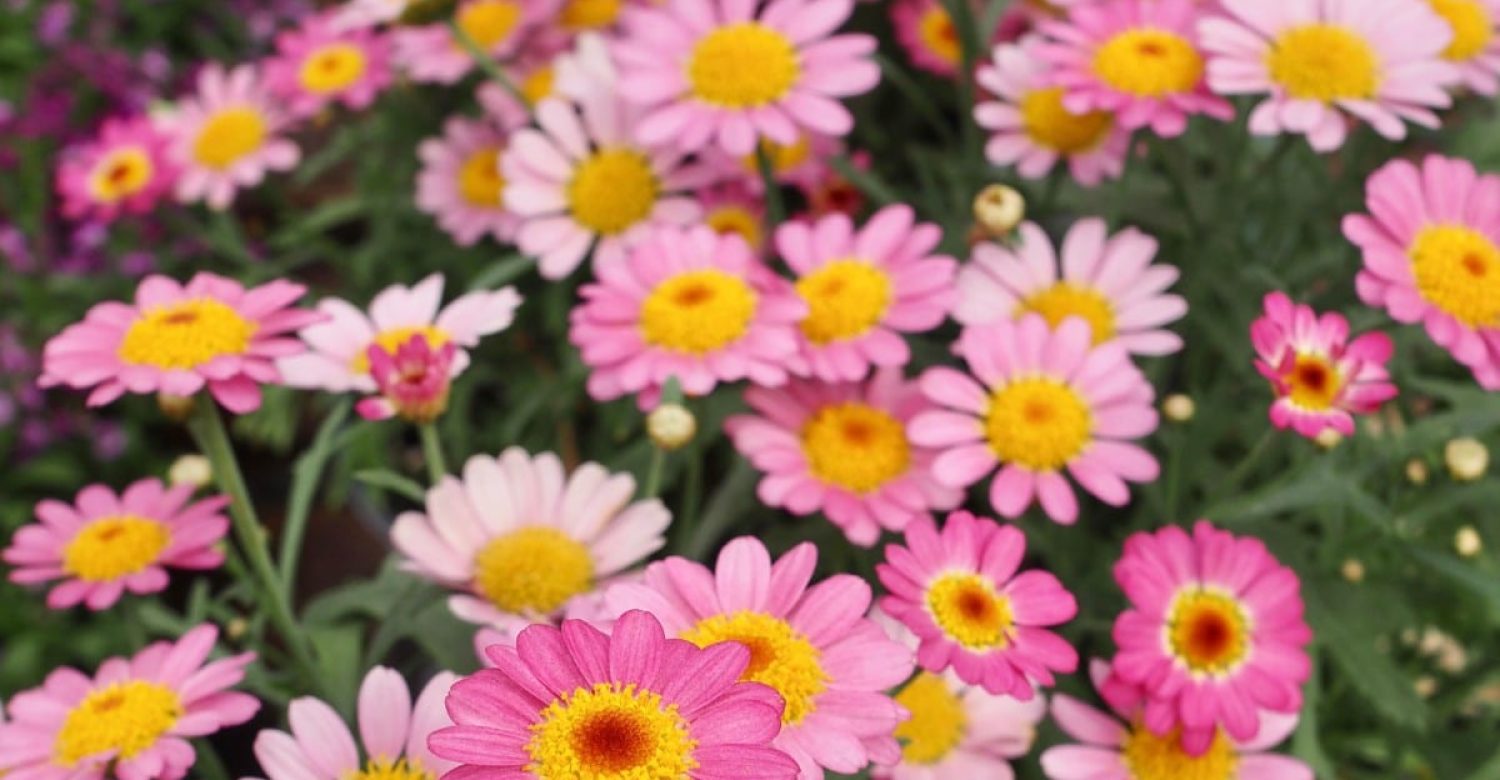 Fleurs roses Lajoie