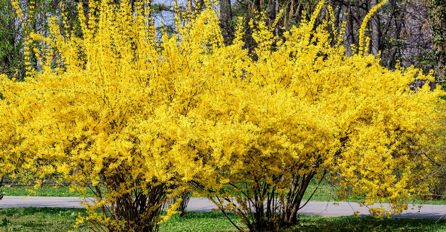 forsythia