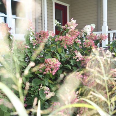 Hydrangea automne