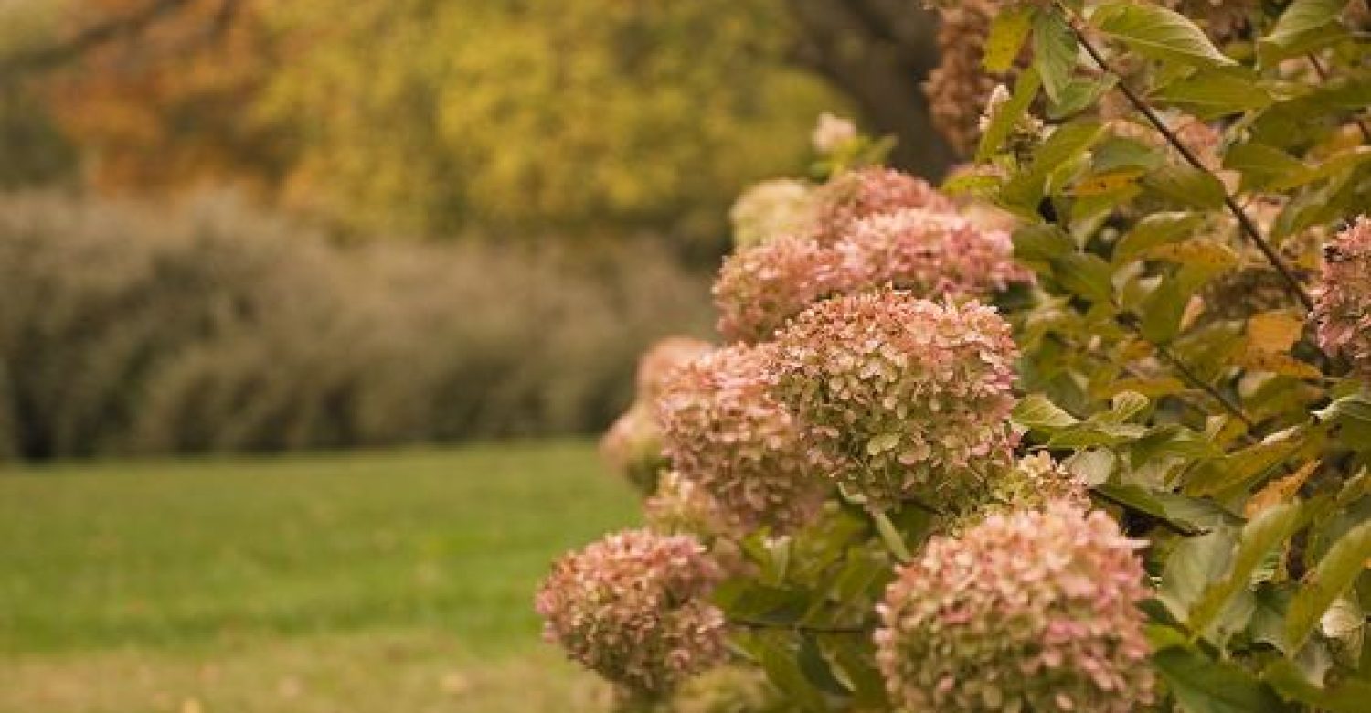 hydrangea-automne