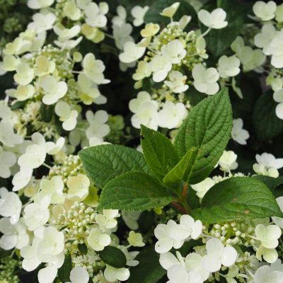 Hydrangea – lajoie