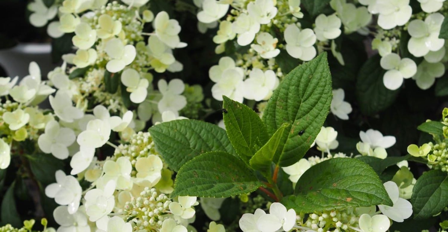 Hydrangea – lajoie