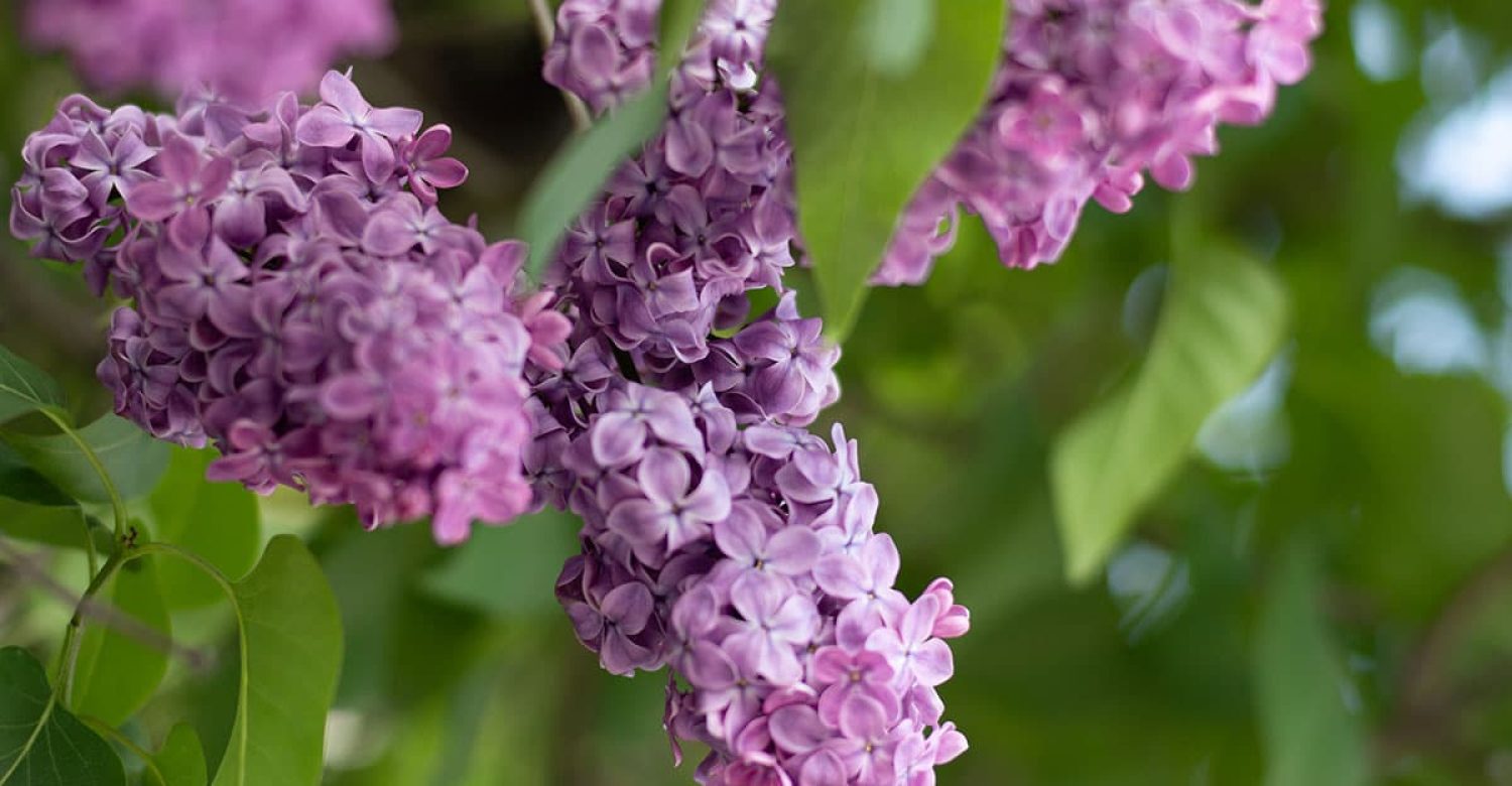 lilas