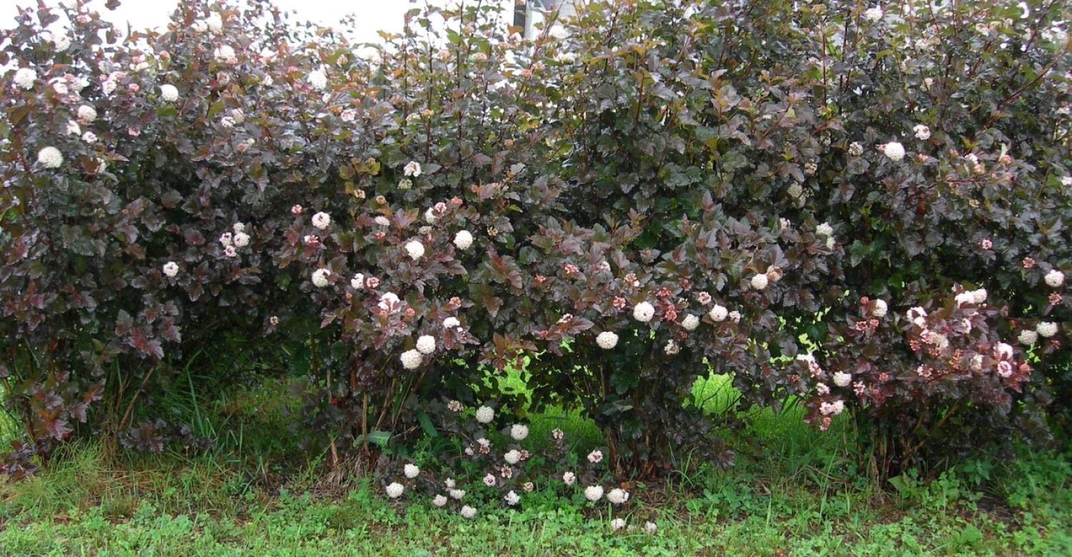 physocarpus-opu-diabolo