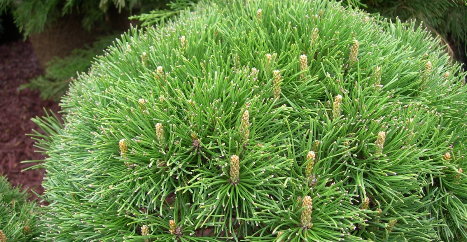 pinus-mugo-mughus-1