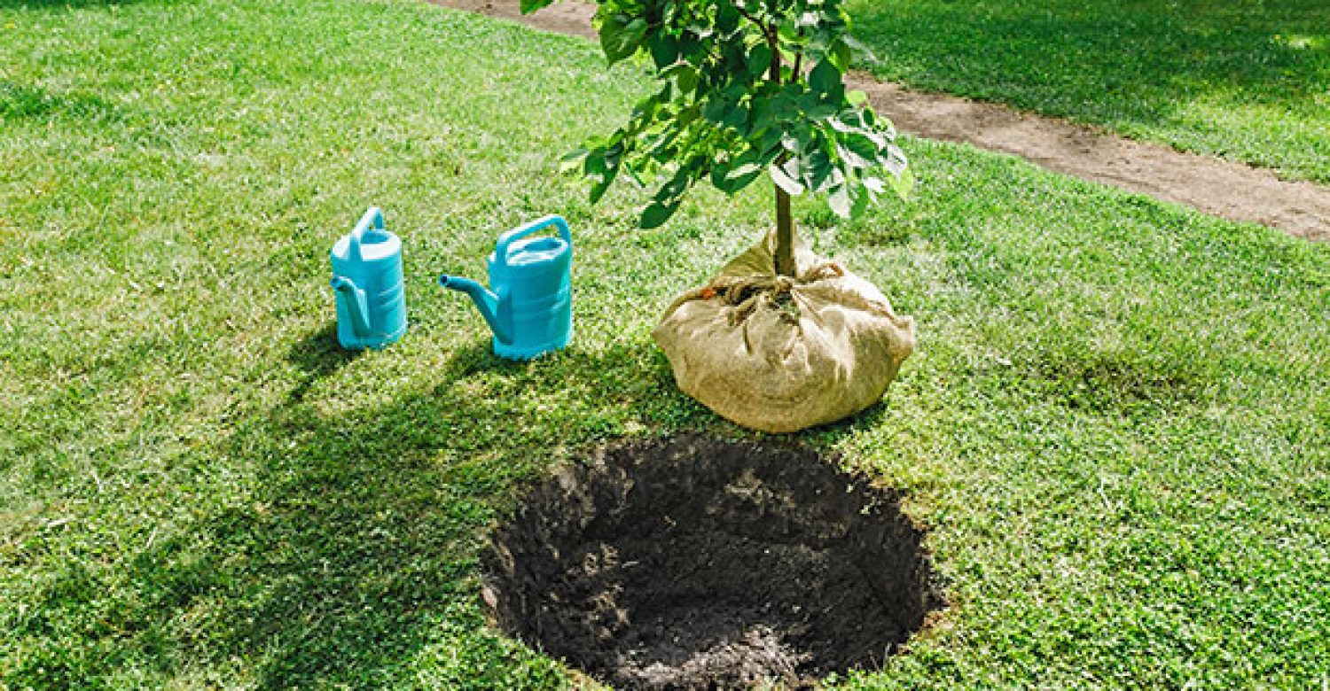 plantation-arbre