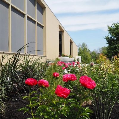 platebande soleil pivoine