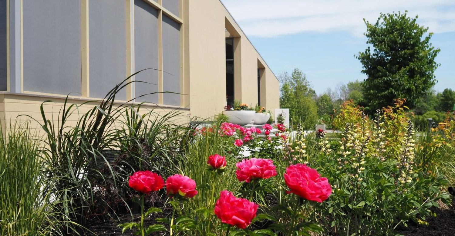 platebande soleil pivoine