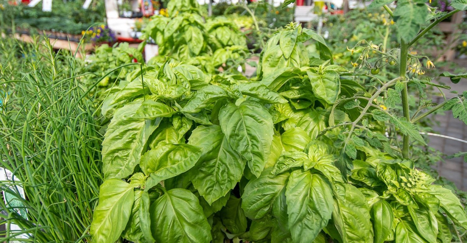 potager-en-contenant