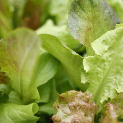 Repère phénologique – laitue