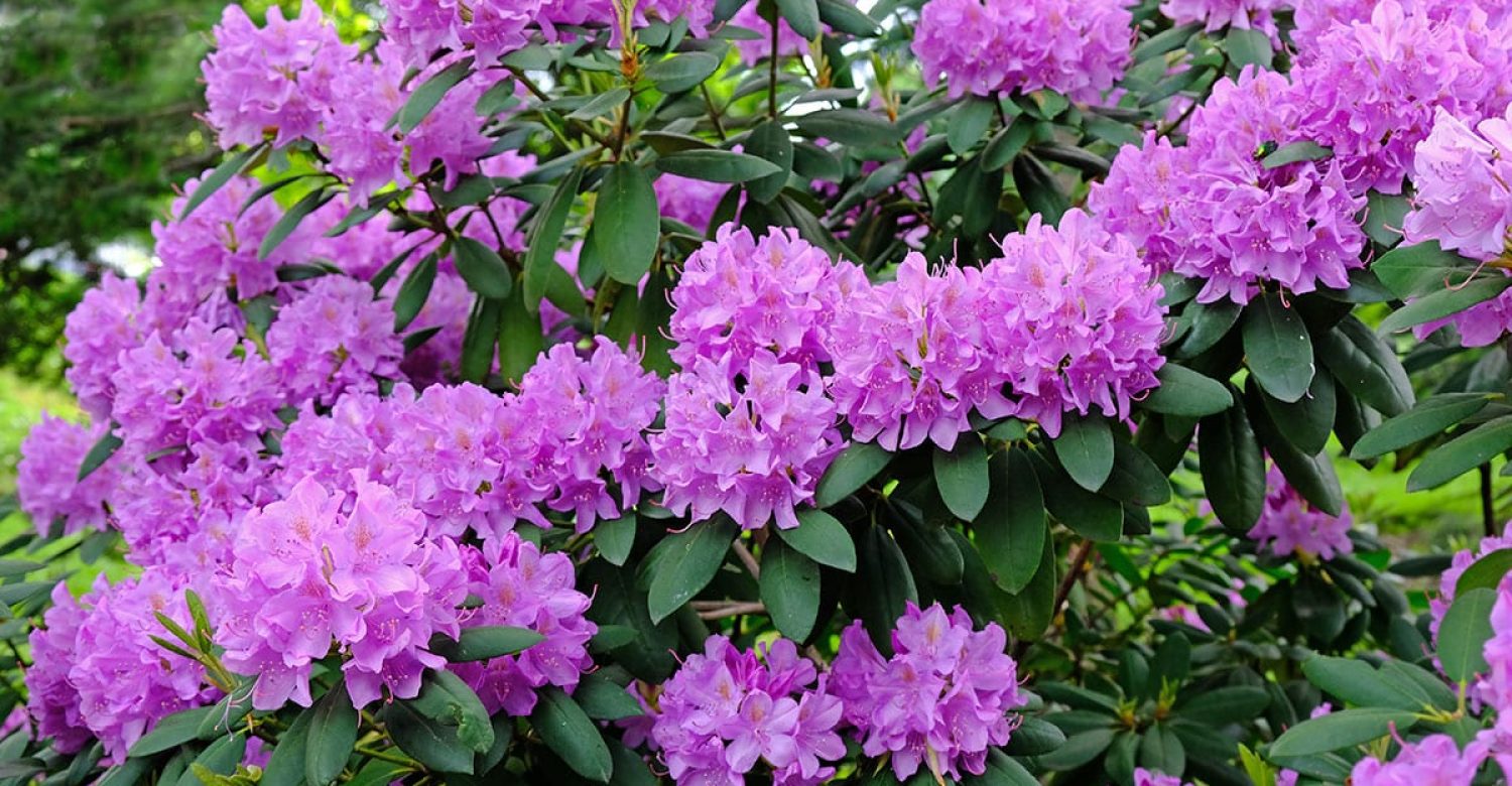 rhododendron