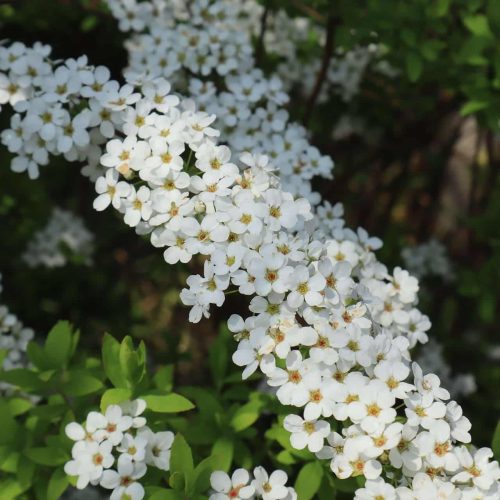 Spiraea Van Houtte1