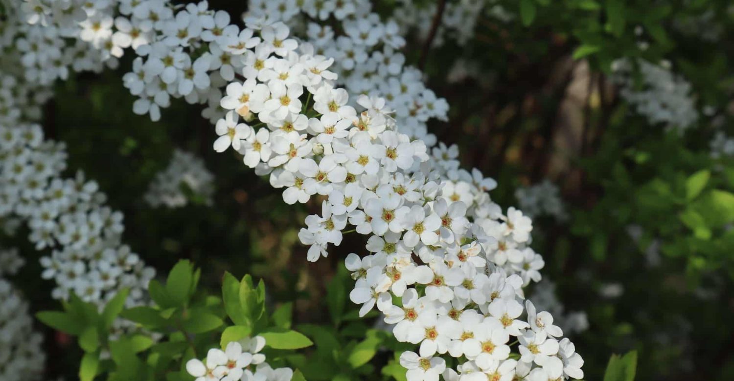 Spiraea Van Houtte1