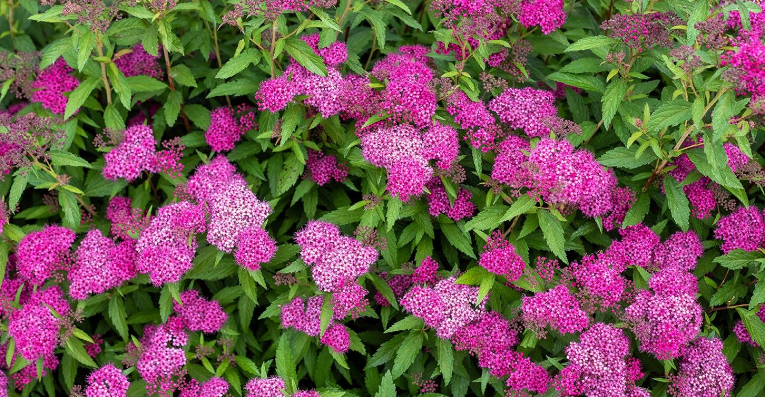 spirea-japonica