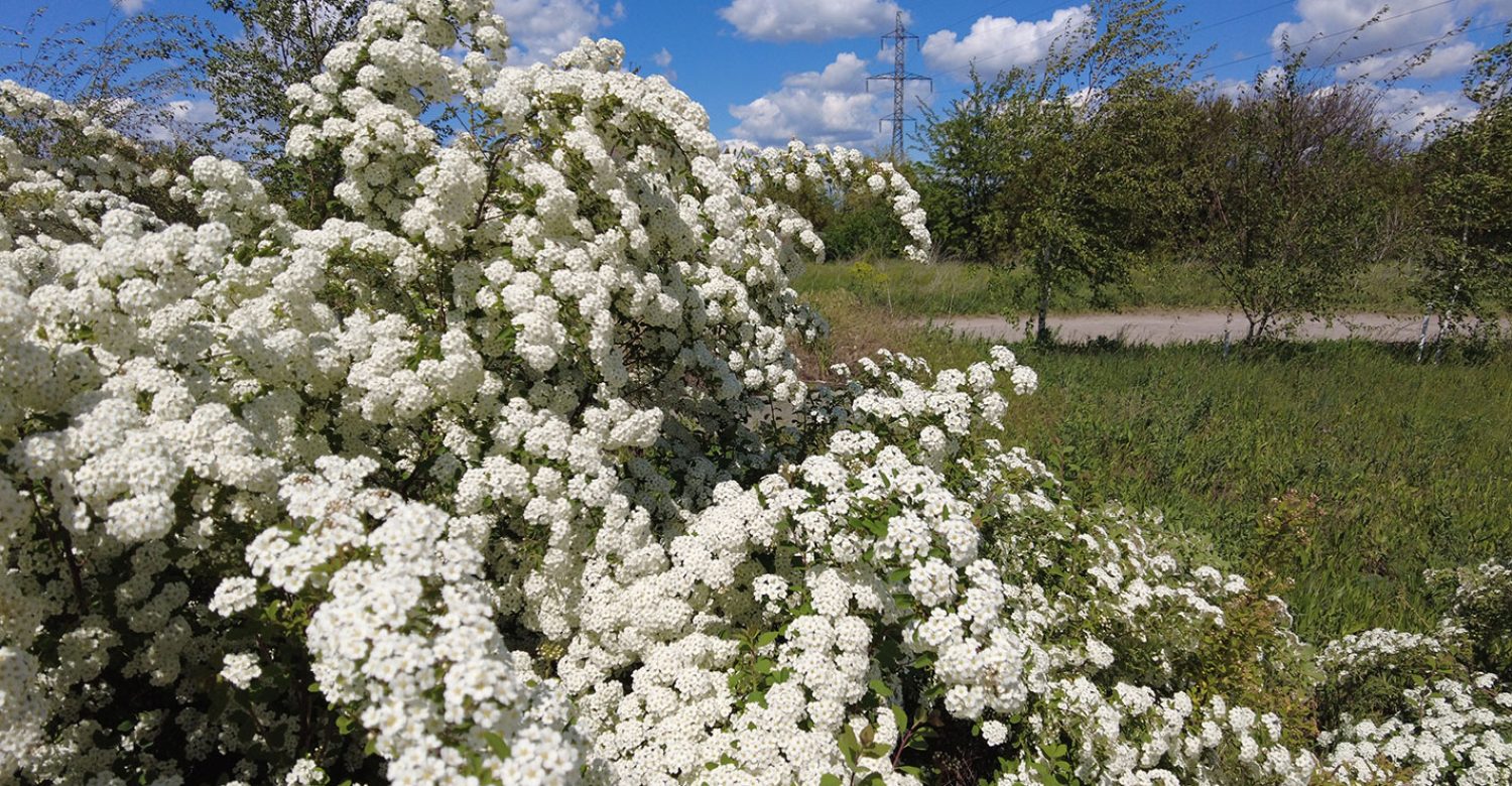 spirea-van-houtte