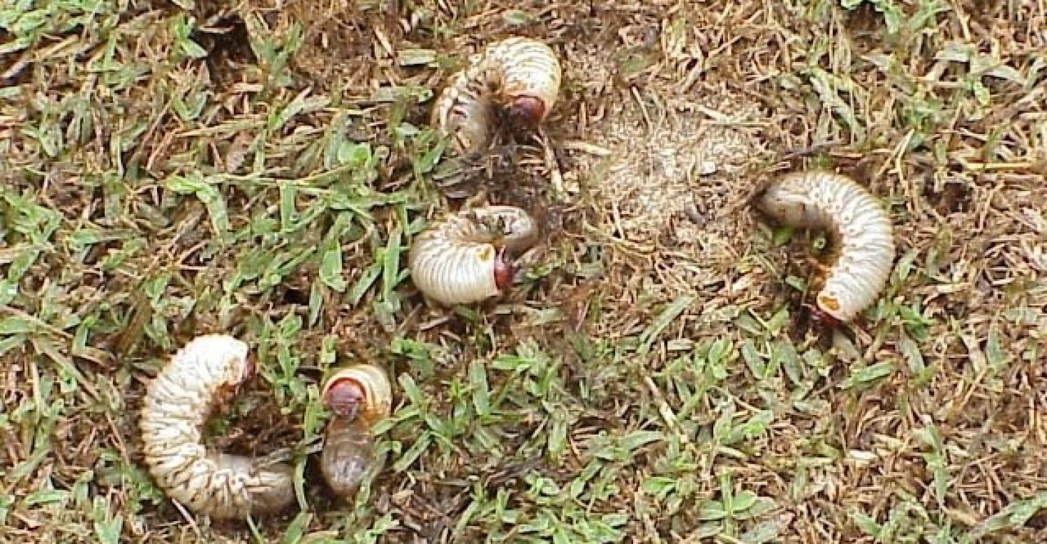 versblancs