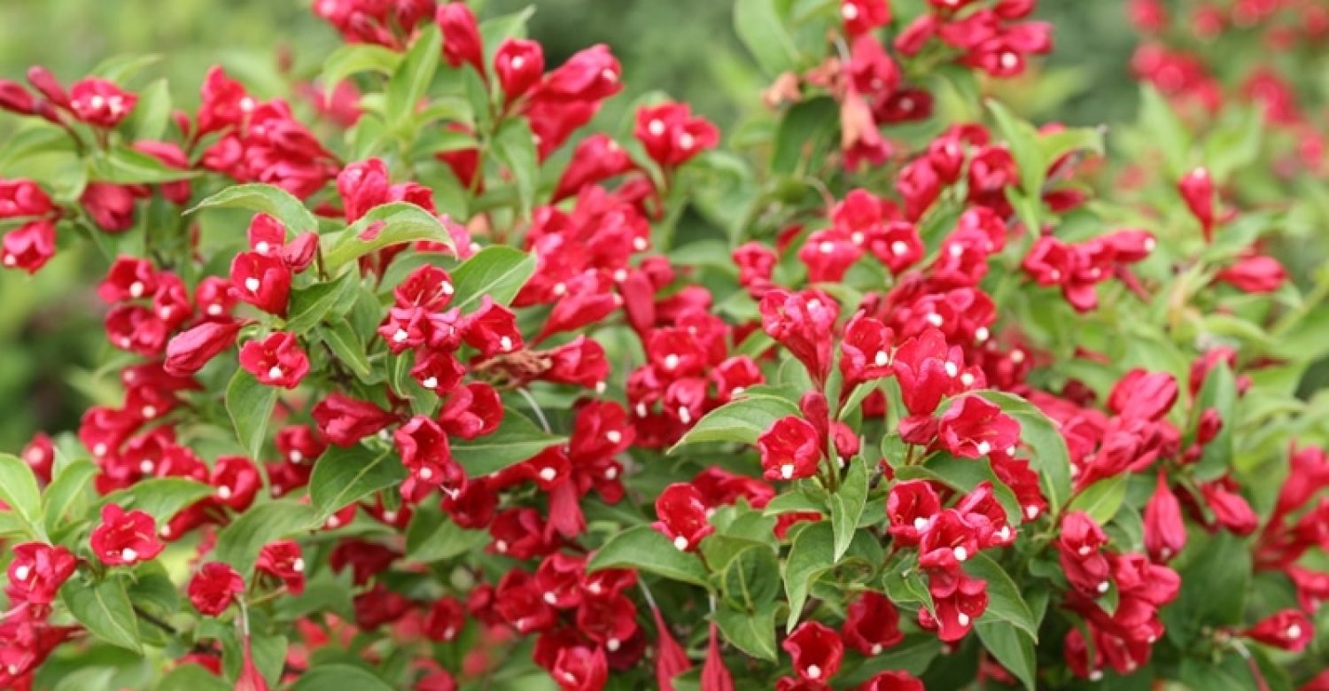 weigela-florida-red-prince-1